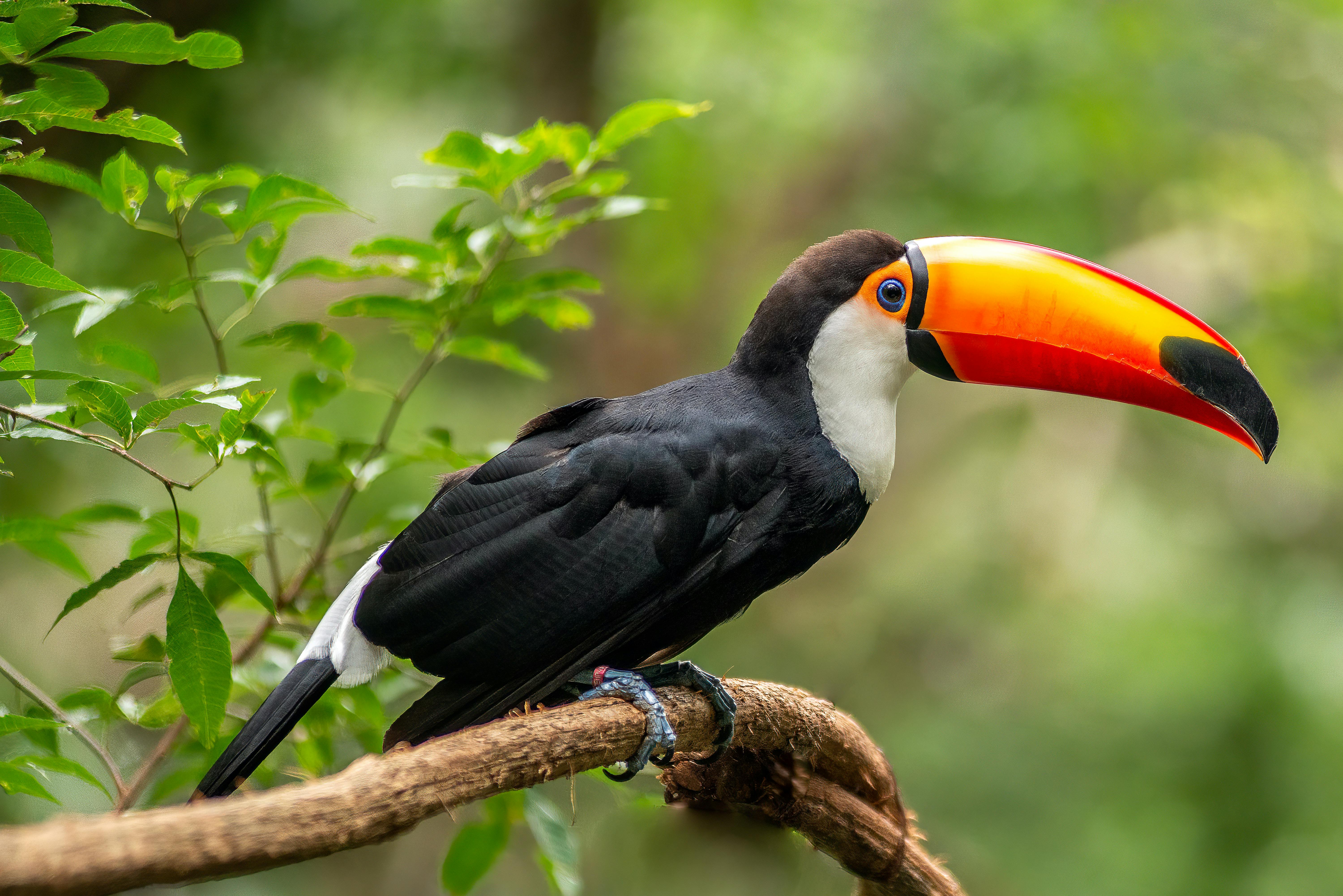 Toucan in Suriname rainforest